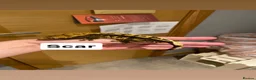 Gecko reptiles for sale: Updated Mixed crested geckos  - Advert 6