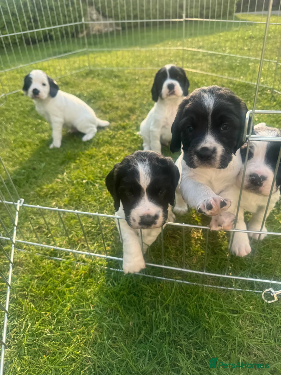 English Springer Spaniel dogs for sale: Beautiful English Springer Spaniel Puppies - Advert 1