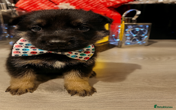 German Shepherd dogs for sale: Lovely GSD puppies  - Advert 14