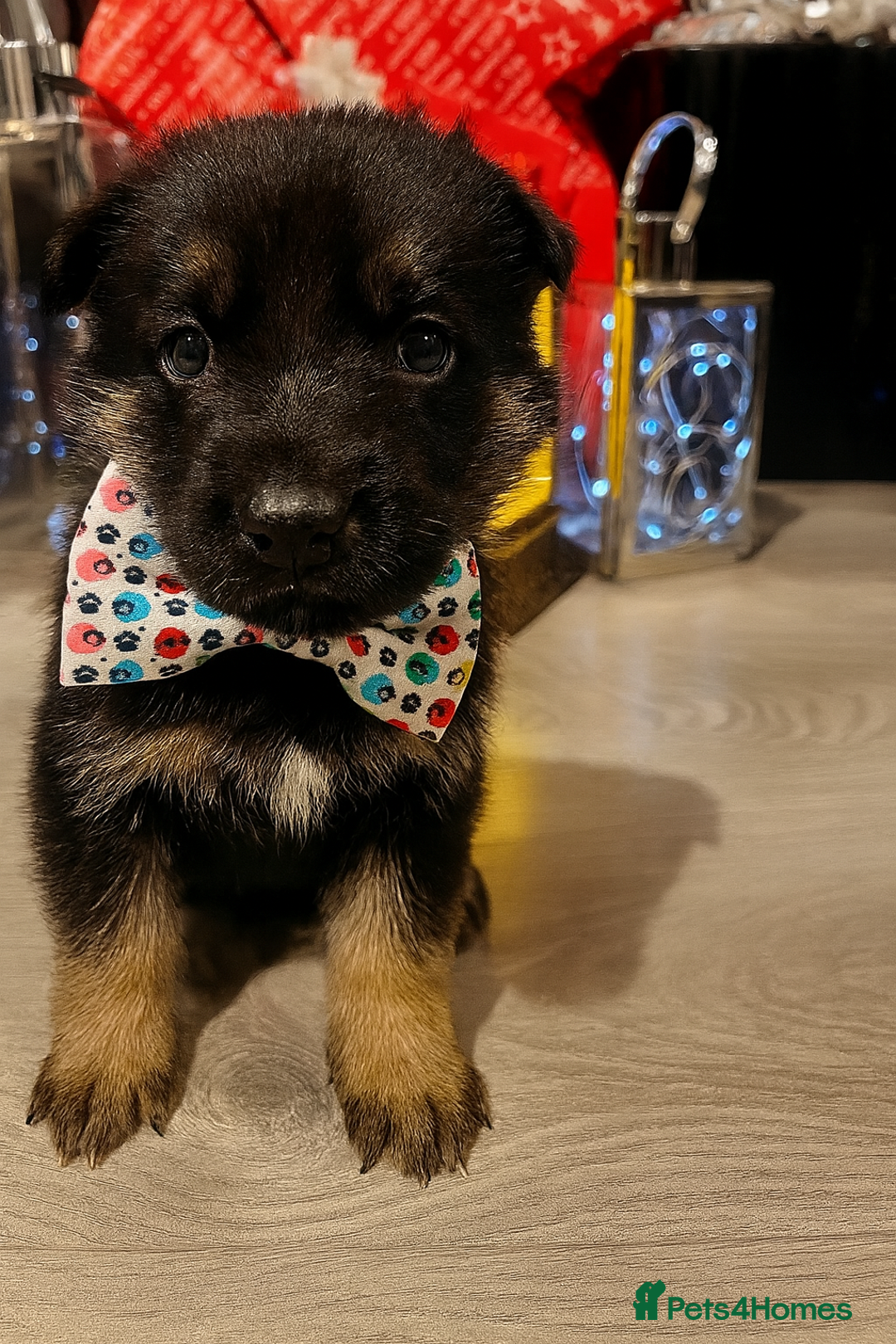 German Shepherd dogs for sale: Lovely GSD puppies  - Advert 14