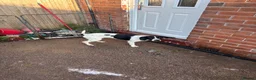 Mixed Breed dogs for sale: Dozer german shorthair pointer in Stoke-on-Trent - Advert 4
