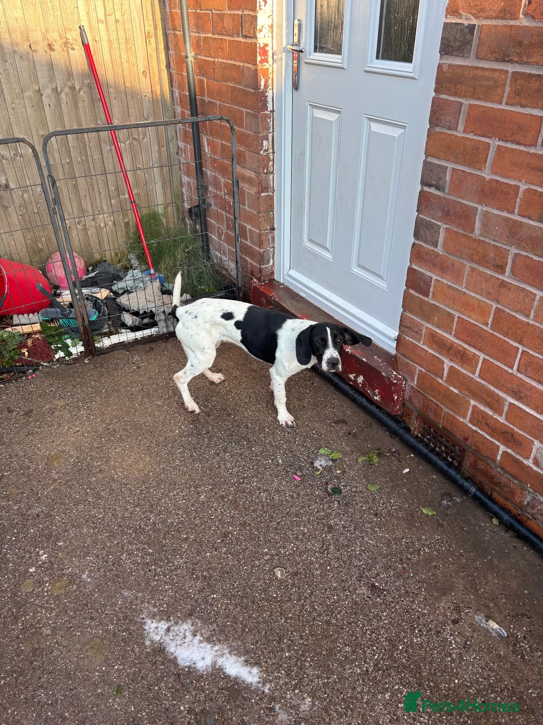Mixed Breed dogs for sale: Dozer german shorthair pointer in Stoke-on-Trent - Advert 4