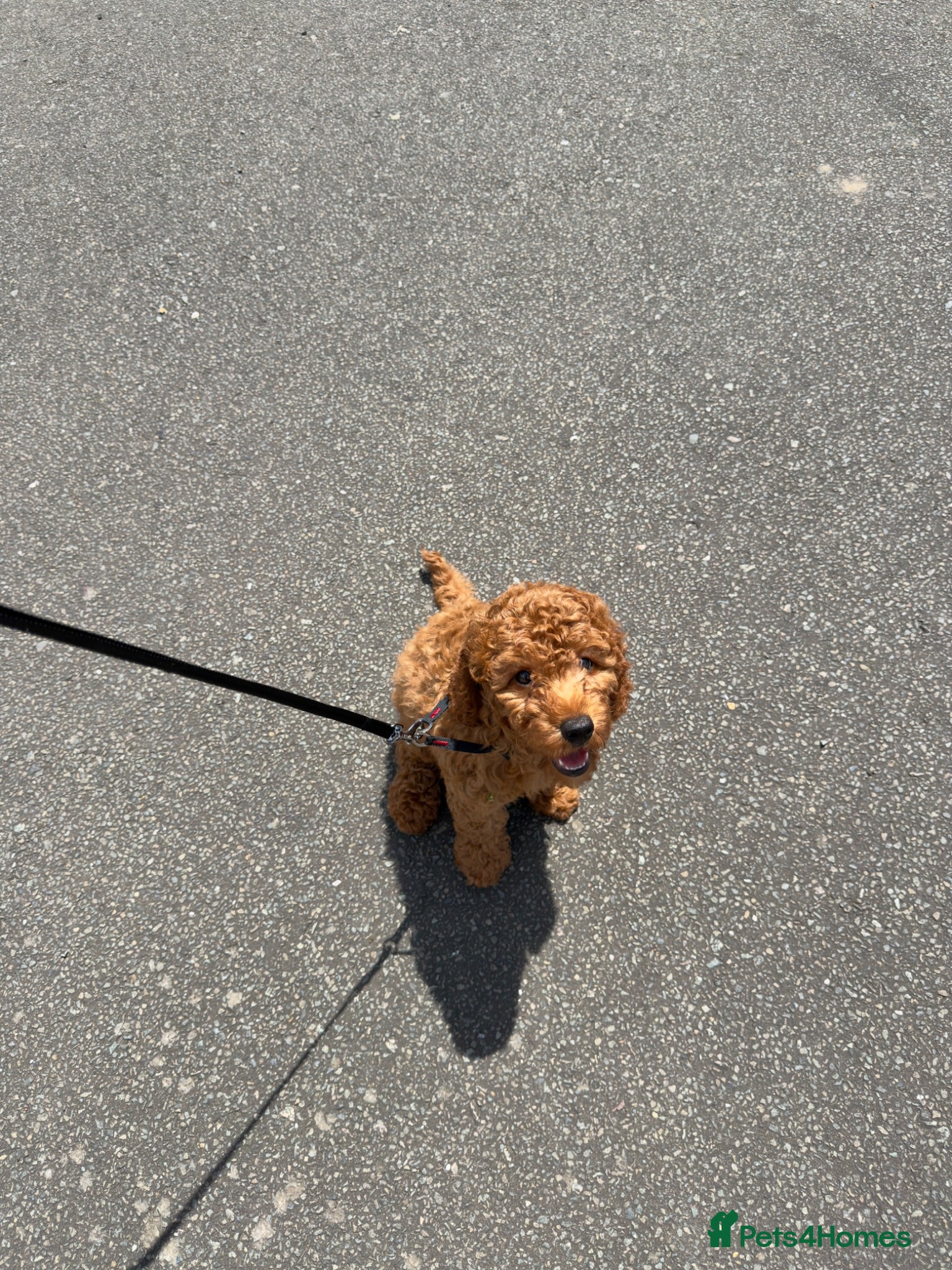 Cavapoo dogs F1 Deep Fox Red Cavapoo puppy - Advert 2