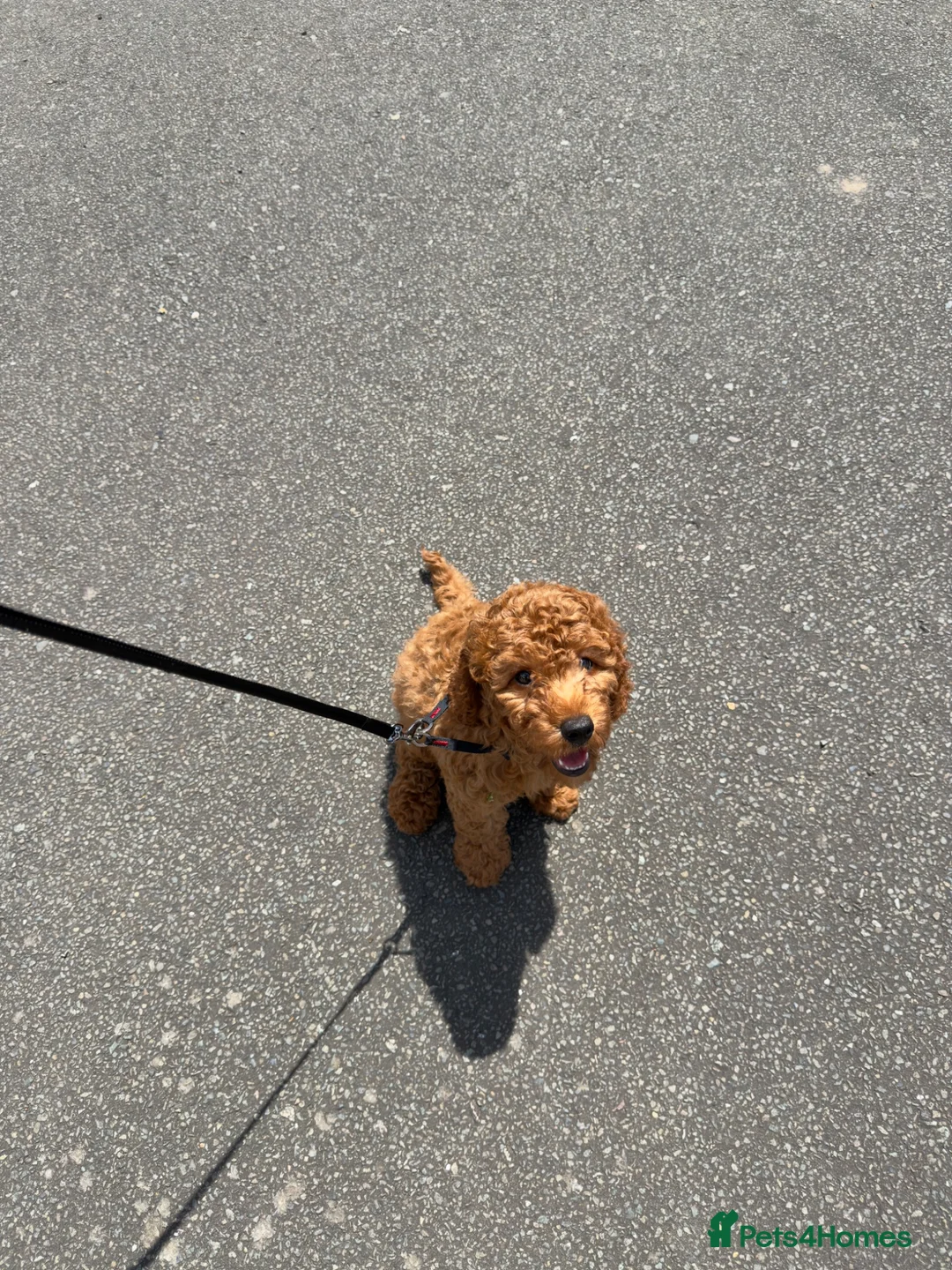 Cavapoo dogs for sale: F1 Deep Fox Red Cavapoo puppy - Advert 2