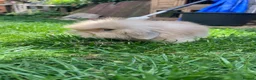 Mixed Breed rabbits for sale: Lop & Andorra crosses  - Advert 5