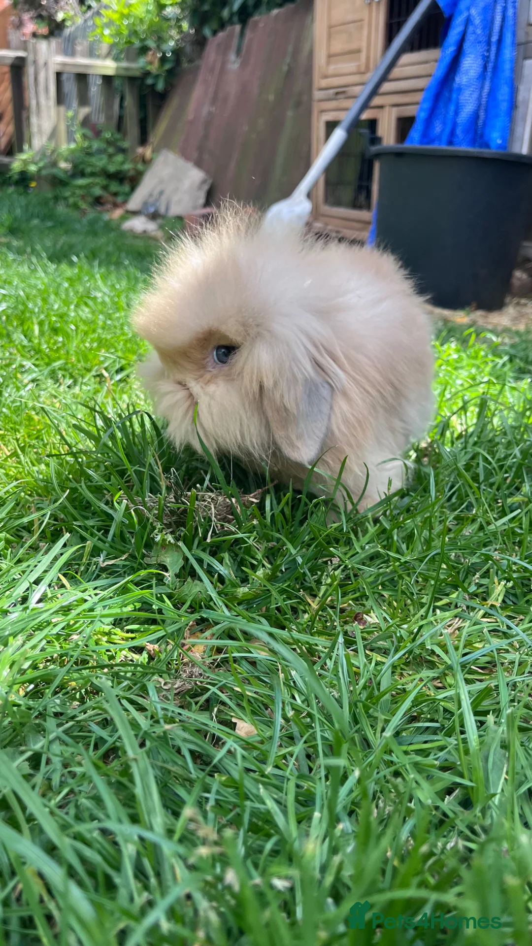 Mixed Breed rabbits for sale: Lop & Andorra crosses  - Advert 5