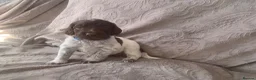 Mixed Breed dogs for sale:  german shorthaired pointer/ - Advert 4