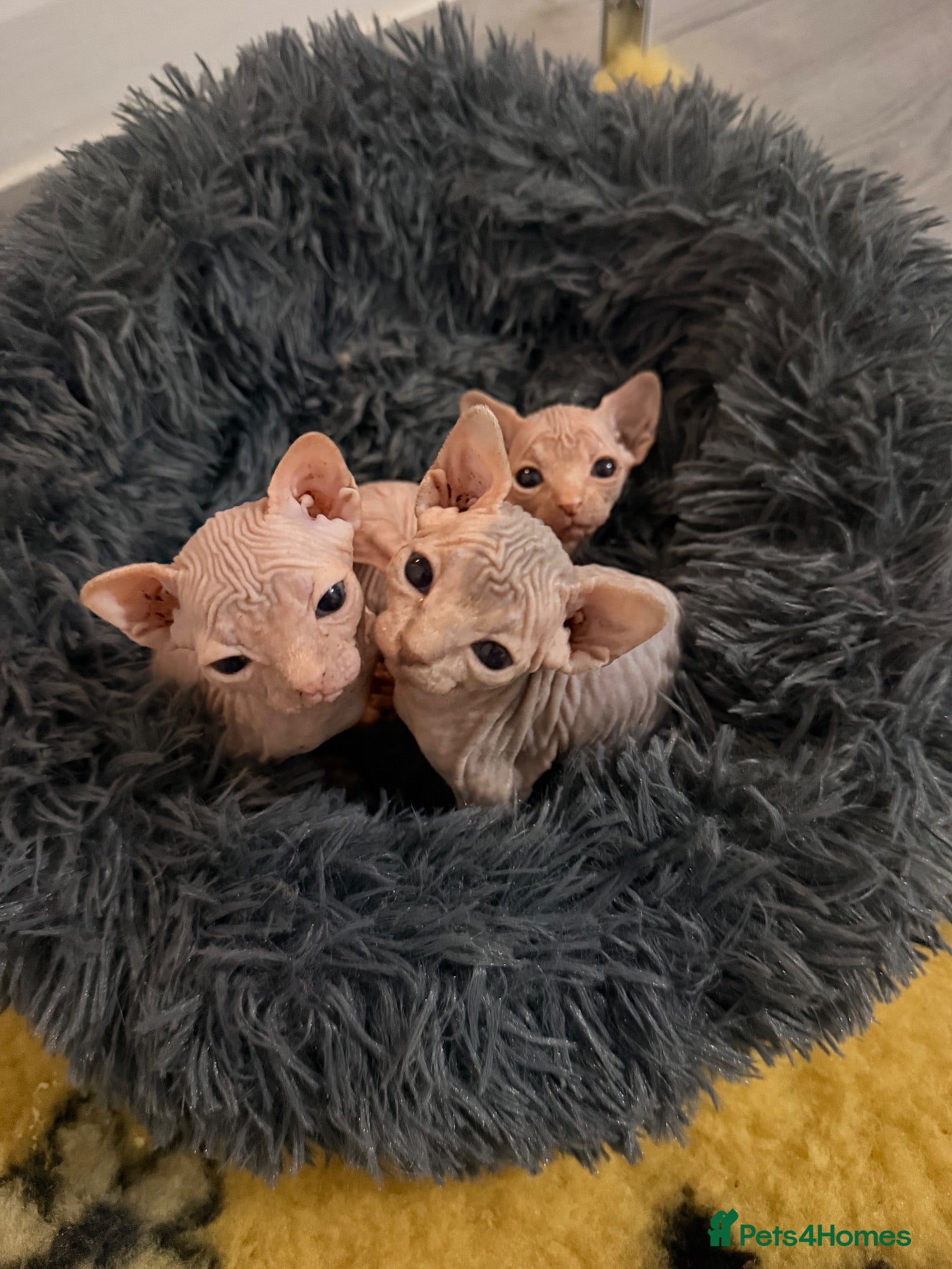 Sphynx cats Canadian Sphynx kittens 1 BOY LEFT - Advert 5