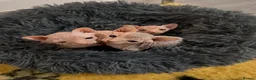 Sphynx cats for sale: Canadian Sphynx kittens - Advert 13