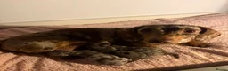 Miniature Dachshund dogs for sale: miniature dapple boys  - Advert 8