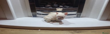 French Bulldog Puppy 1