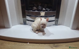 French Bulldog dogs for sale: New shade french bulldogs - Image 6