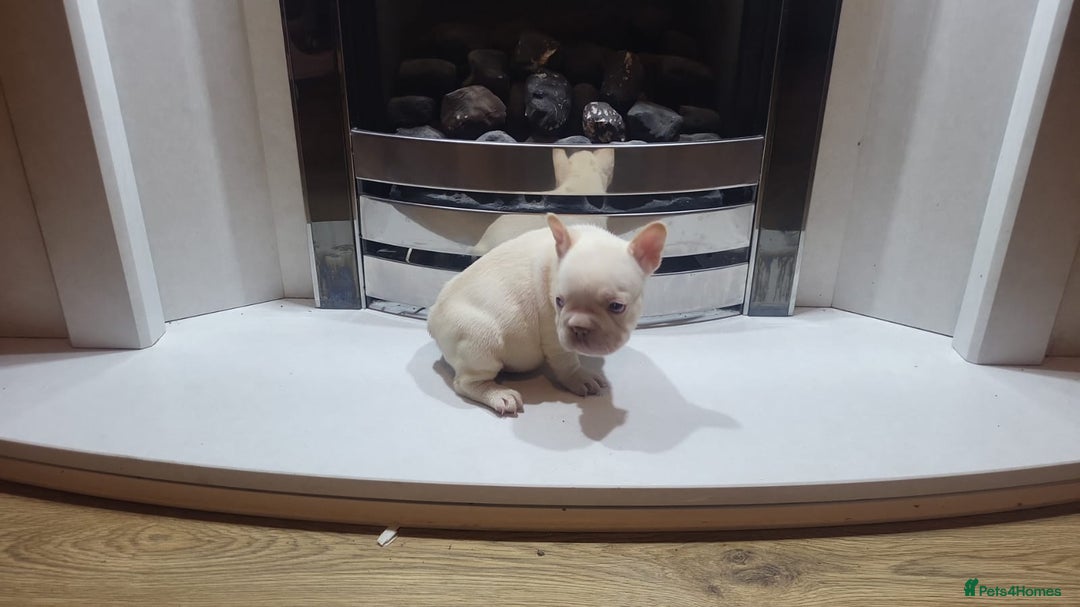 French Bulldog dogs for sale: New shade french bulldogs - Image 6