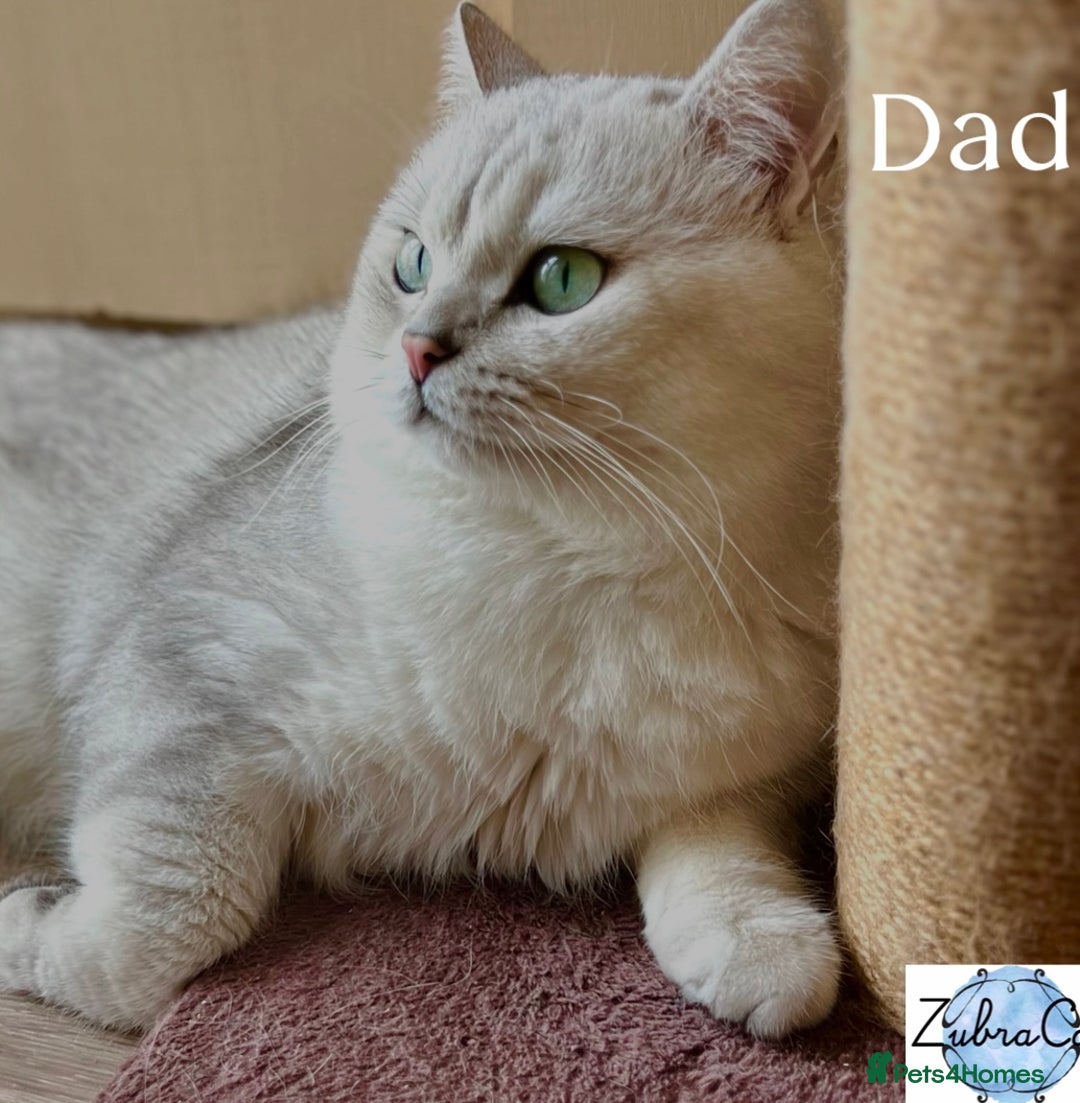 British Shorthair cats for sale: BSH🤍Zubracat Gucci 🤍GCCF🌟 - Advert 9