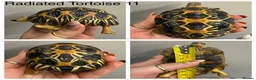 Tortoise reptiles for sale: Radiated tortoises At Urban Exotics - Advert 5