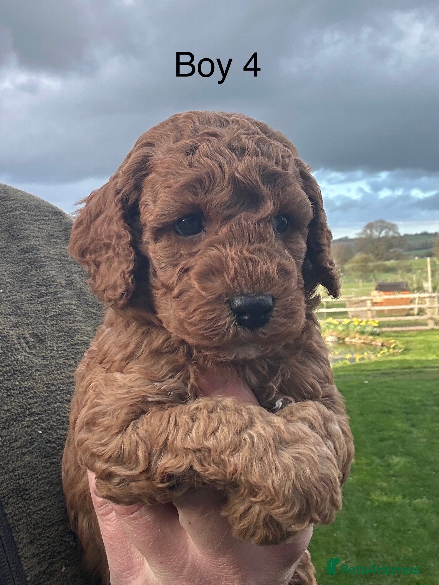 Cockapoo dogs Outstanding Cockapoo Puppies - Fully Health Tested - Advert 2