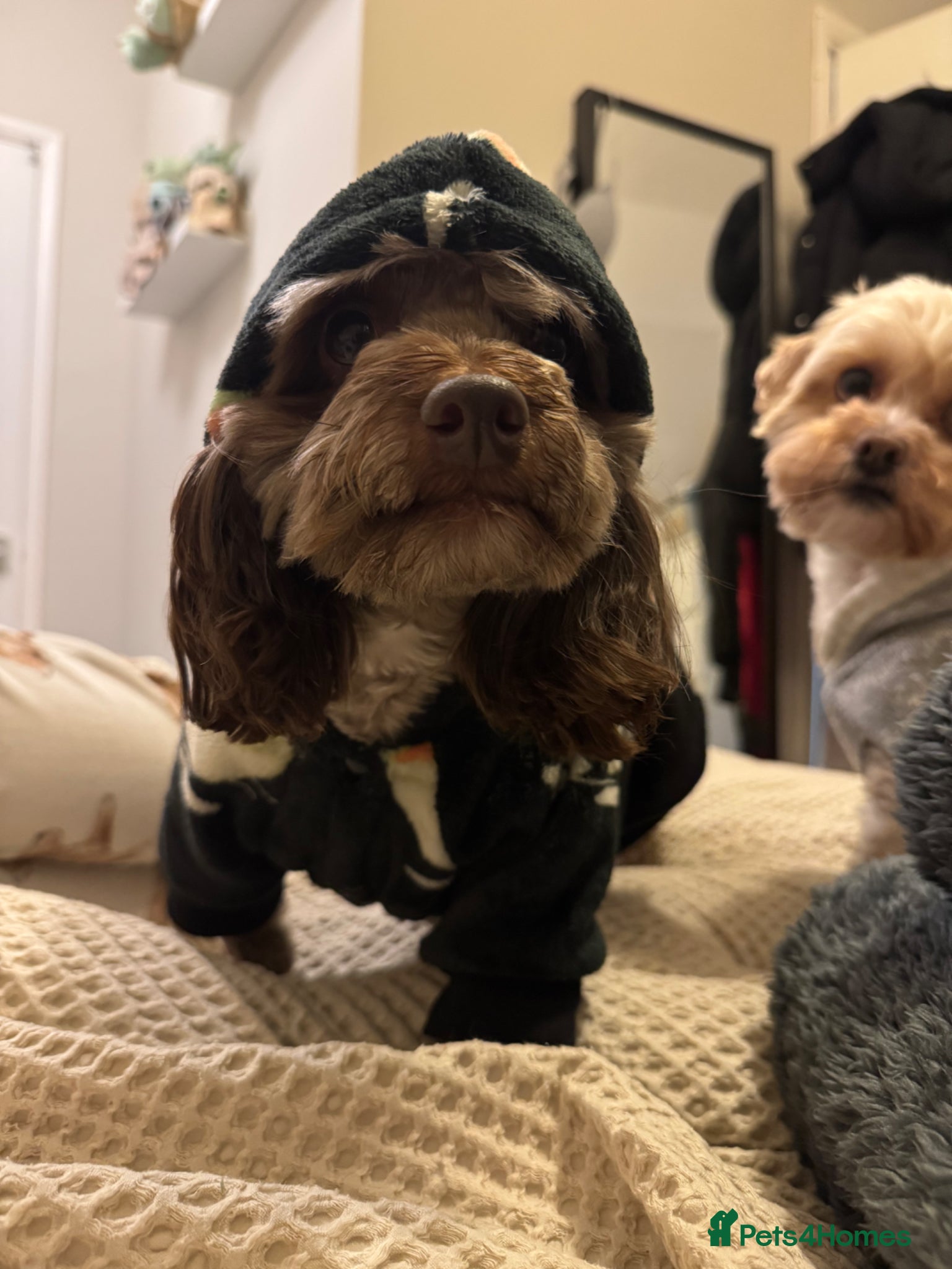 Shihpoo dogs 2.5 year old Shihpoo George.  - Advert 12