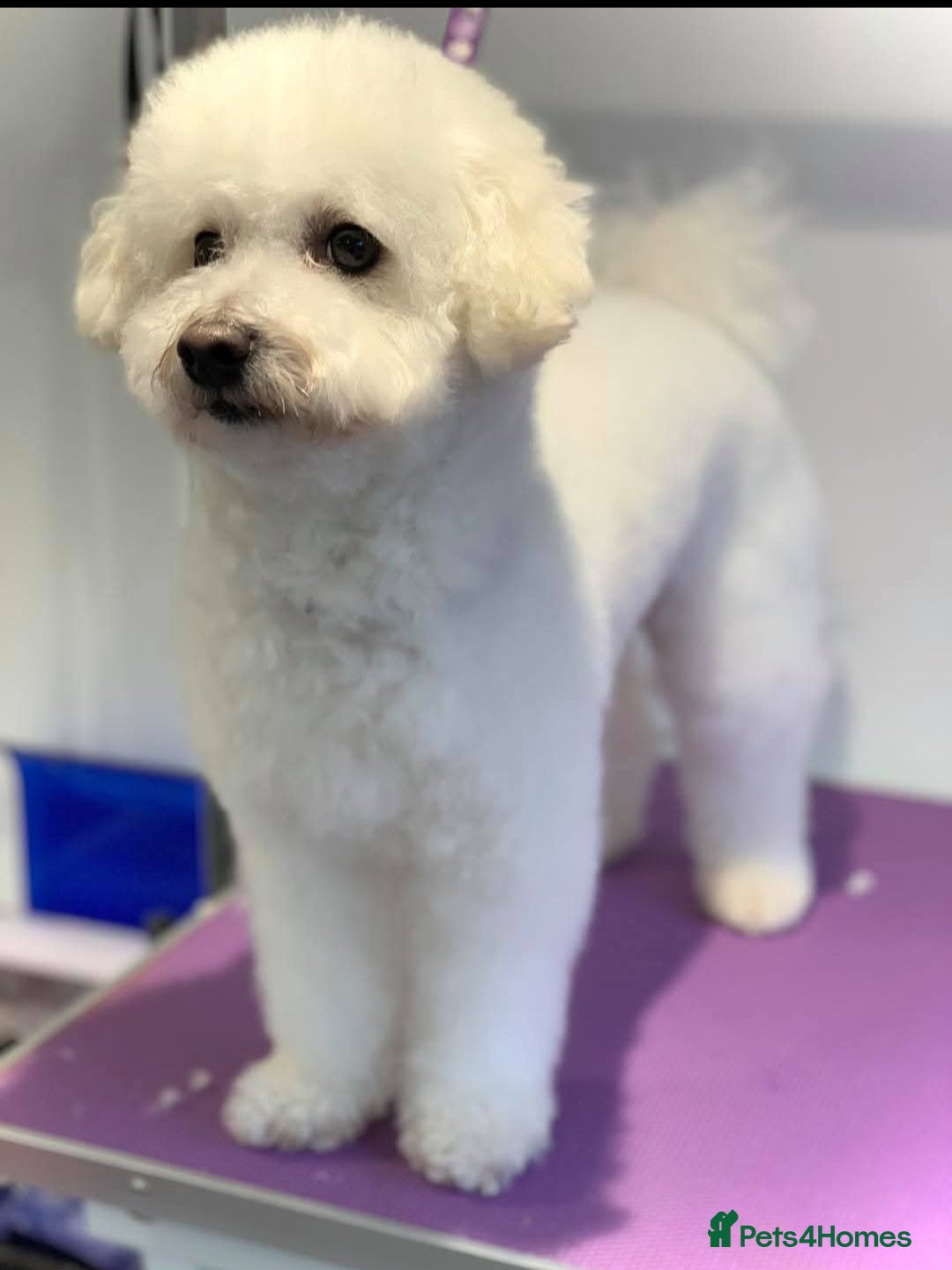 Poochon dogs for stud: STUNNING proven poochon stud. Health tested in Barrow-upon-Humber - Image 3