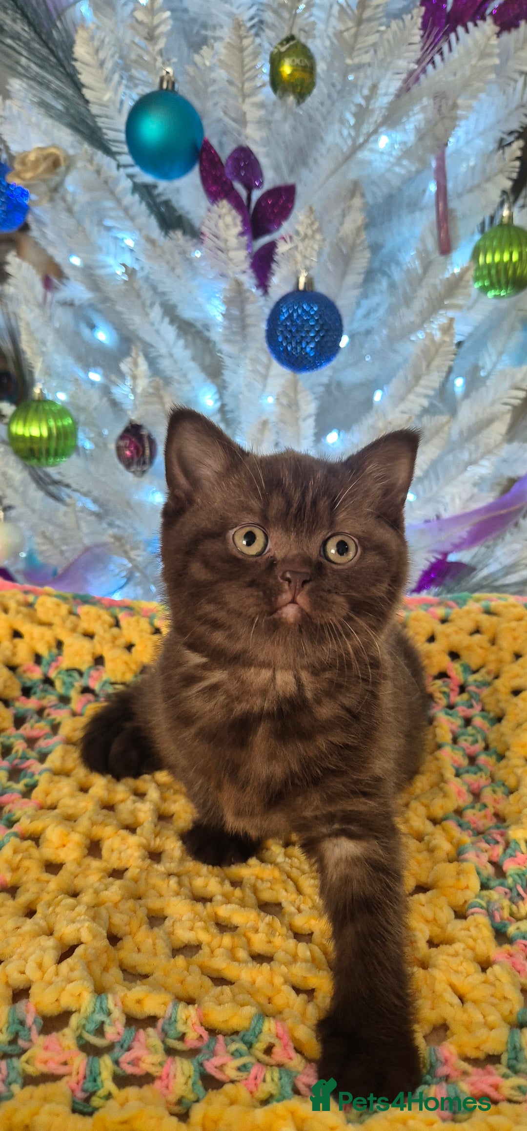 British Shorthair cats for sale: **Stunning TICA Registered Kittens** - Advert 4