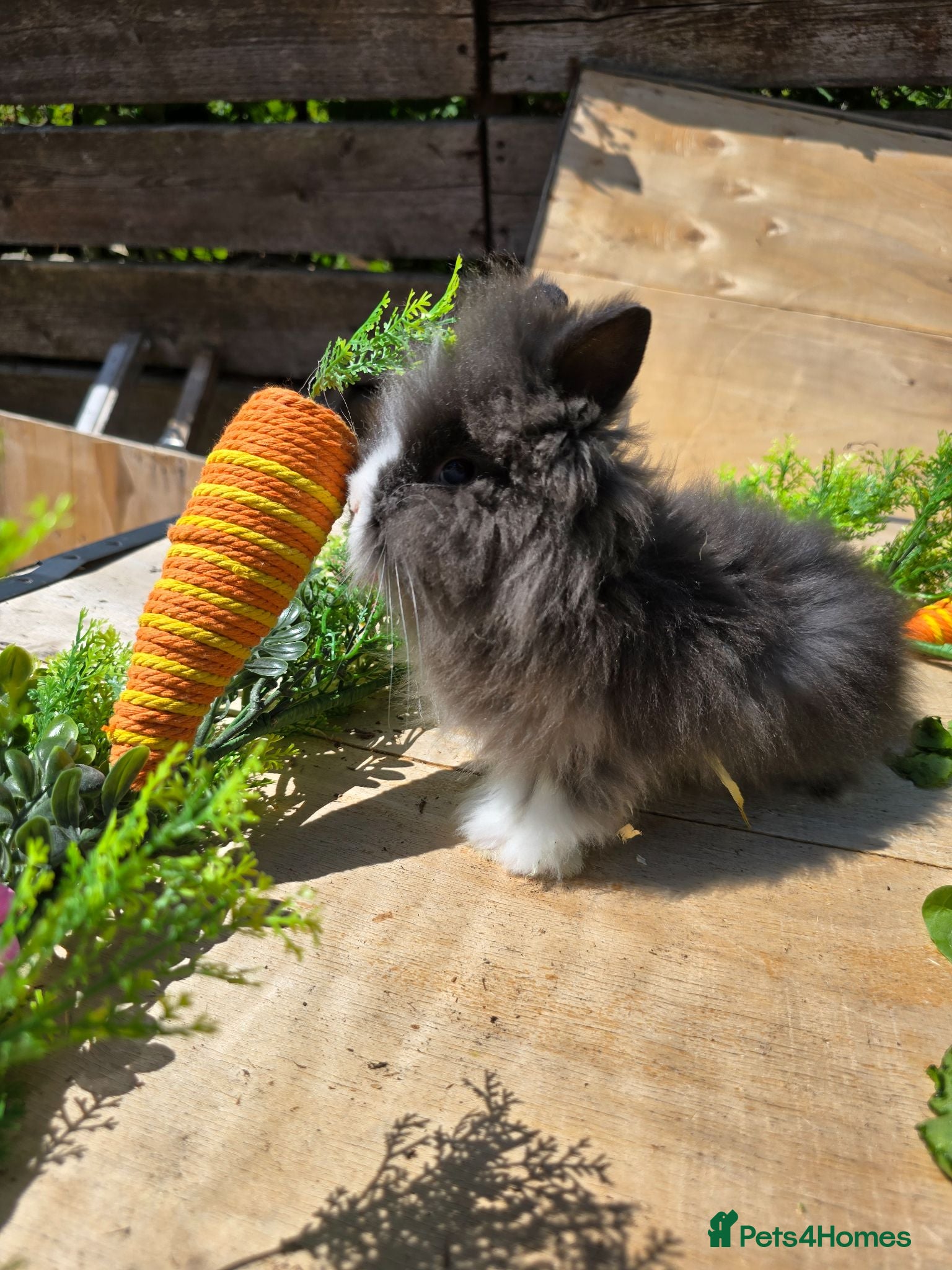 Lionhead rabbits Gorgoeus lion head babies ☁️🤍 - Advert 1