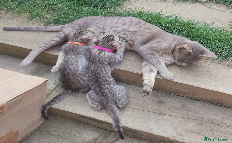 Ocicat cats - Advert 2