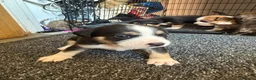 Staffordshire Bull Terrier dogs for sale: Staffy pups  - Advert 4