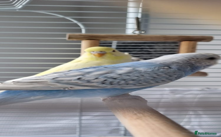 Budgerigars birds - Advert 5