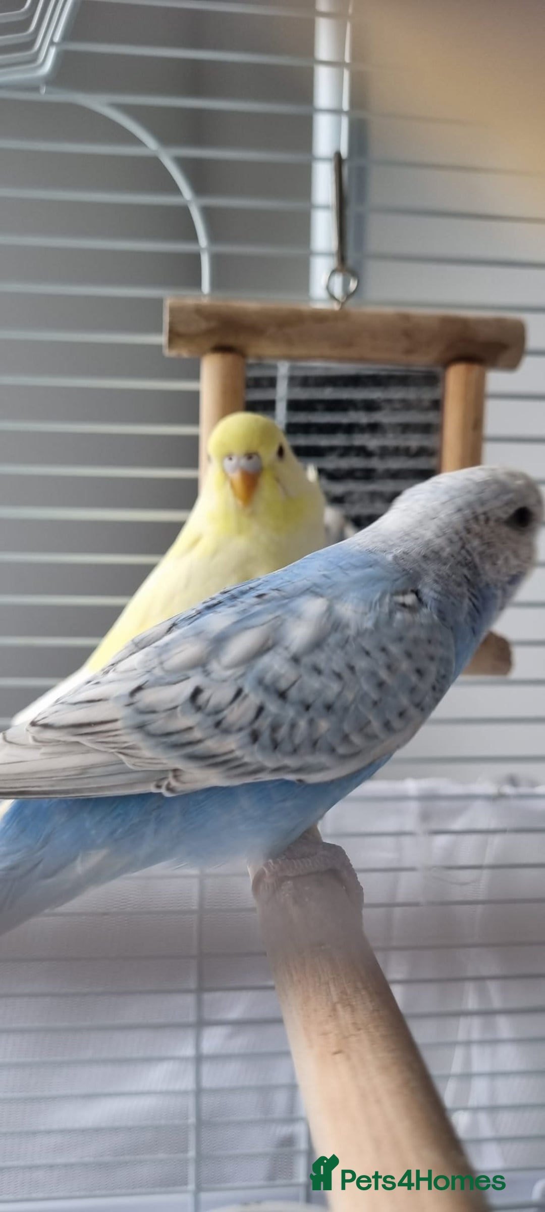 Budgerigars birds for sale: Pair of Budgie's - Image 1