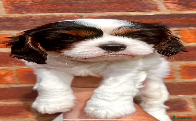 Cavalier King Charles Spaniel dogs - Advert 14