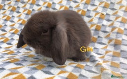 Mini Lop rabbits for sale: Beautiful mini lops  - Image 5
