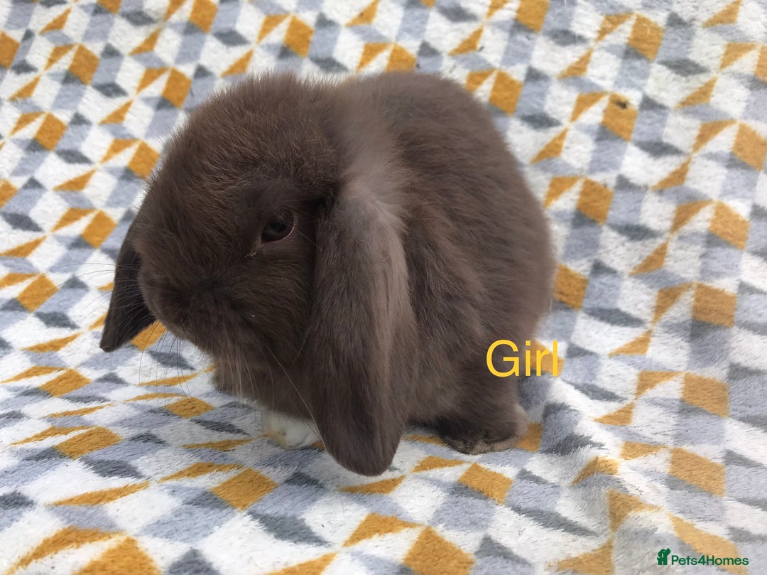 Mini Lop rabbits for sale: Beautiful mini lops  - Image 5