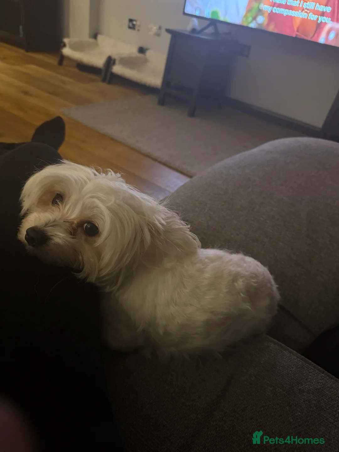 Mixed Breed dogs for sale: Ready to go! Unique mix - Maltese x JackChi Pups - Advert 5