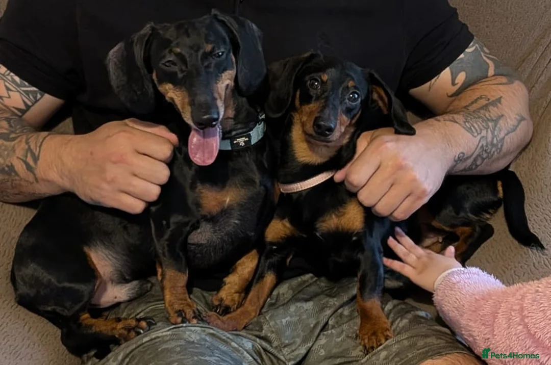Dachshund dogs for sale: 2 x Dachshund, Must go together  - Advert 2