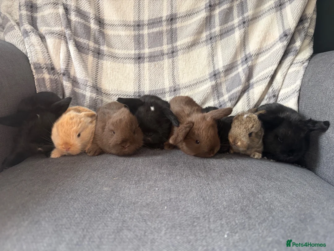 Mini Lop rabbits for sale: Beautiful fluffy mini lops  - Advert 7