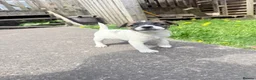 Jack Russell dogs for sale: Jack Russell male puppy  - Advert 2