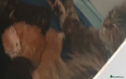 Mixed Breed cats for sale: Kittens  - Image 5