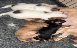 Shih Tzu dogs for sale:  Shih Tzu puppies 1 boy left! - Advert 4