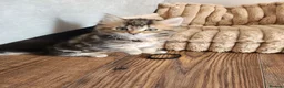 Maine Coon cats for sale: REDUCED due to buyer let down   Ginger girl  - Advert 37
