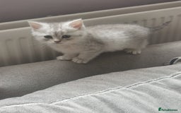 Persian cats for sale: Beautiful  silver shaded chinchilla Persian x bsh - Image 3