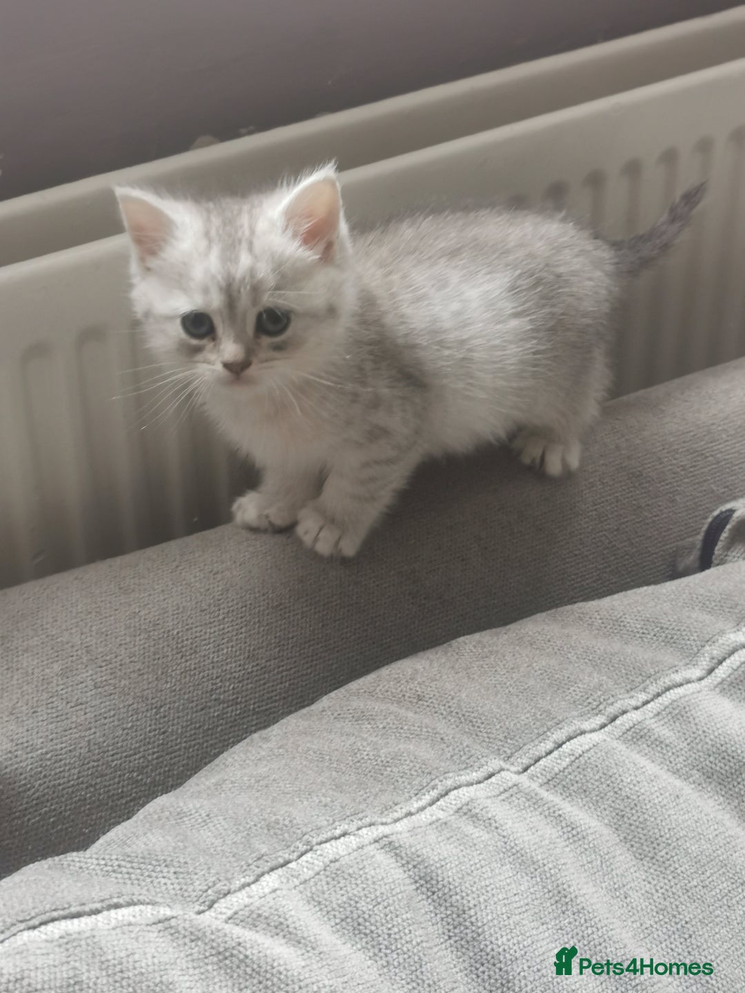 Persian cats for sale: Beautiful  silver shaded chinchilla Persian x bsh - Image 3