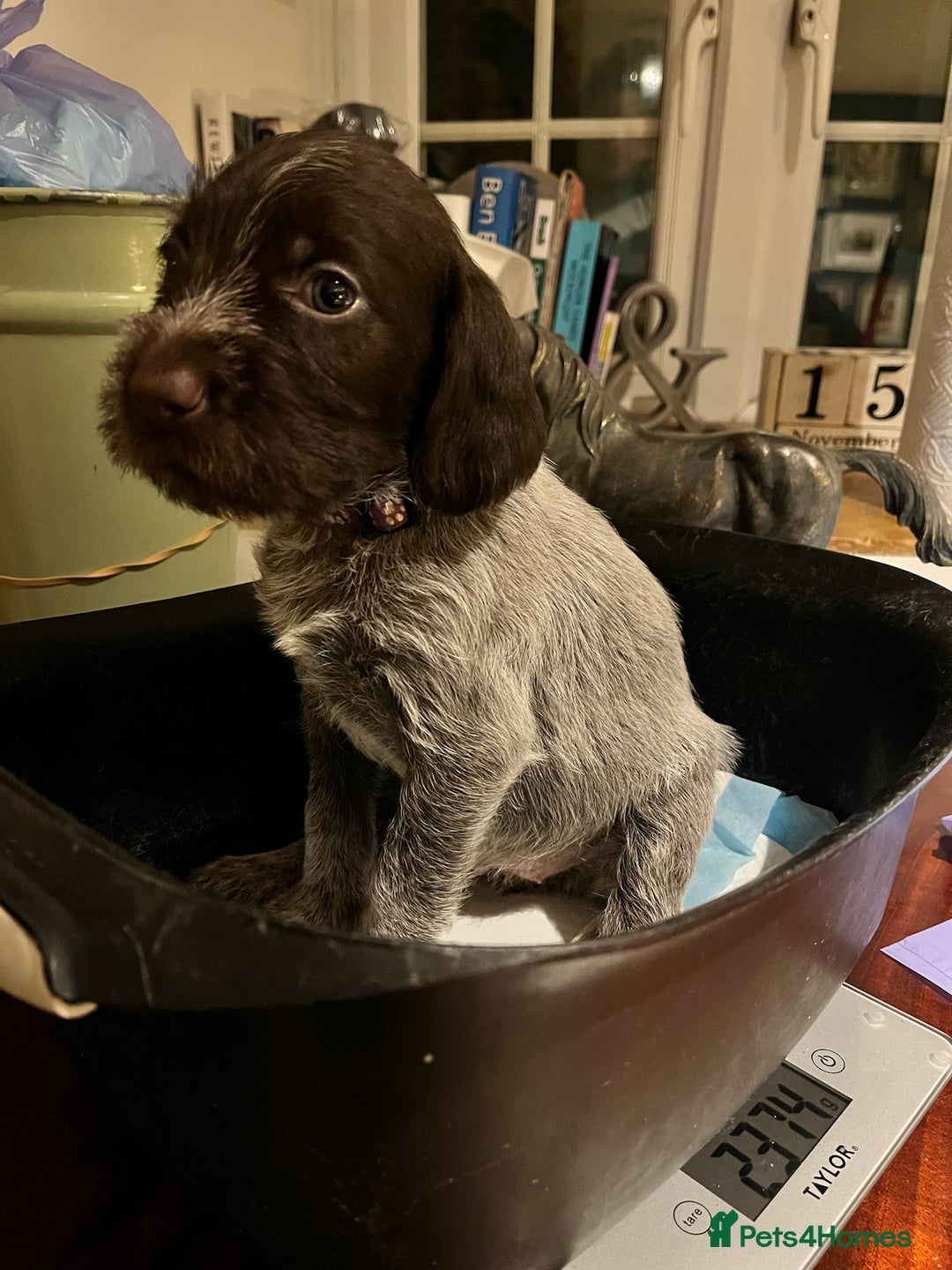 German Wirehaired Pointer dogs for sale: German Wirehaired Pointer pups - ready soon! - Advert 24