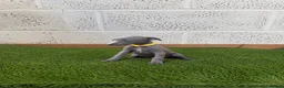 Whippet dogs for sale: Whippet puppies in Wisbech - Advert 6