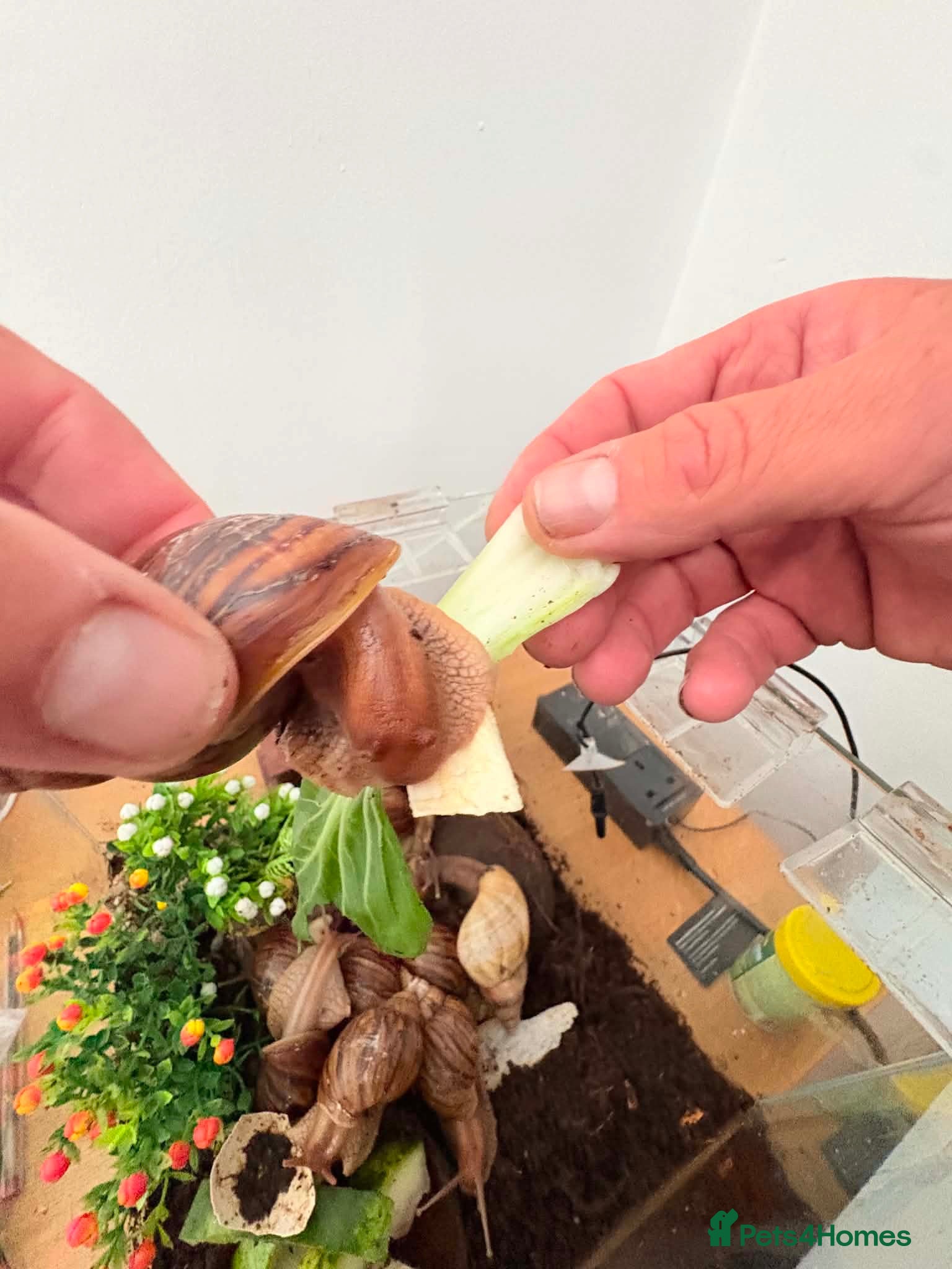 Snails invertebrates African giant land snails mixed sizes  - Advert 12