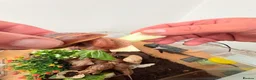Snails invertebrates for sale: African giant land snails mixed sizes  in Bridgend - Advert 1