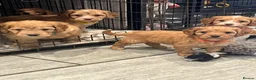 Cockapoo dogs for sale: ***Waiting Lists Now Open*** in Deal - Advert 5