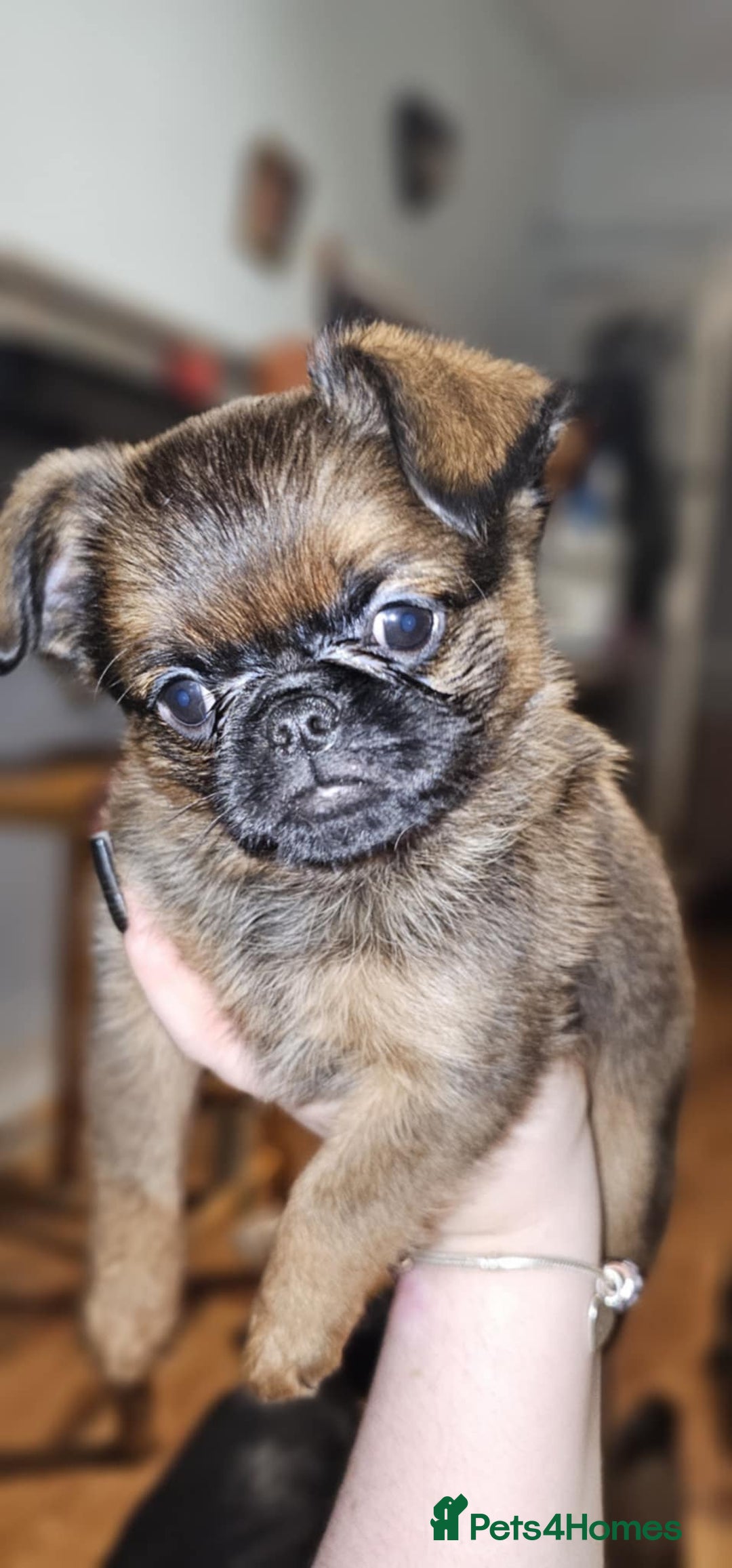 Griffon Bruxellois dogs for sale: Stunning Smooth Pedigree Griffons - Advert 11