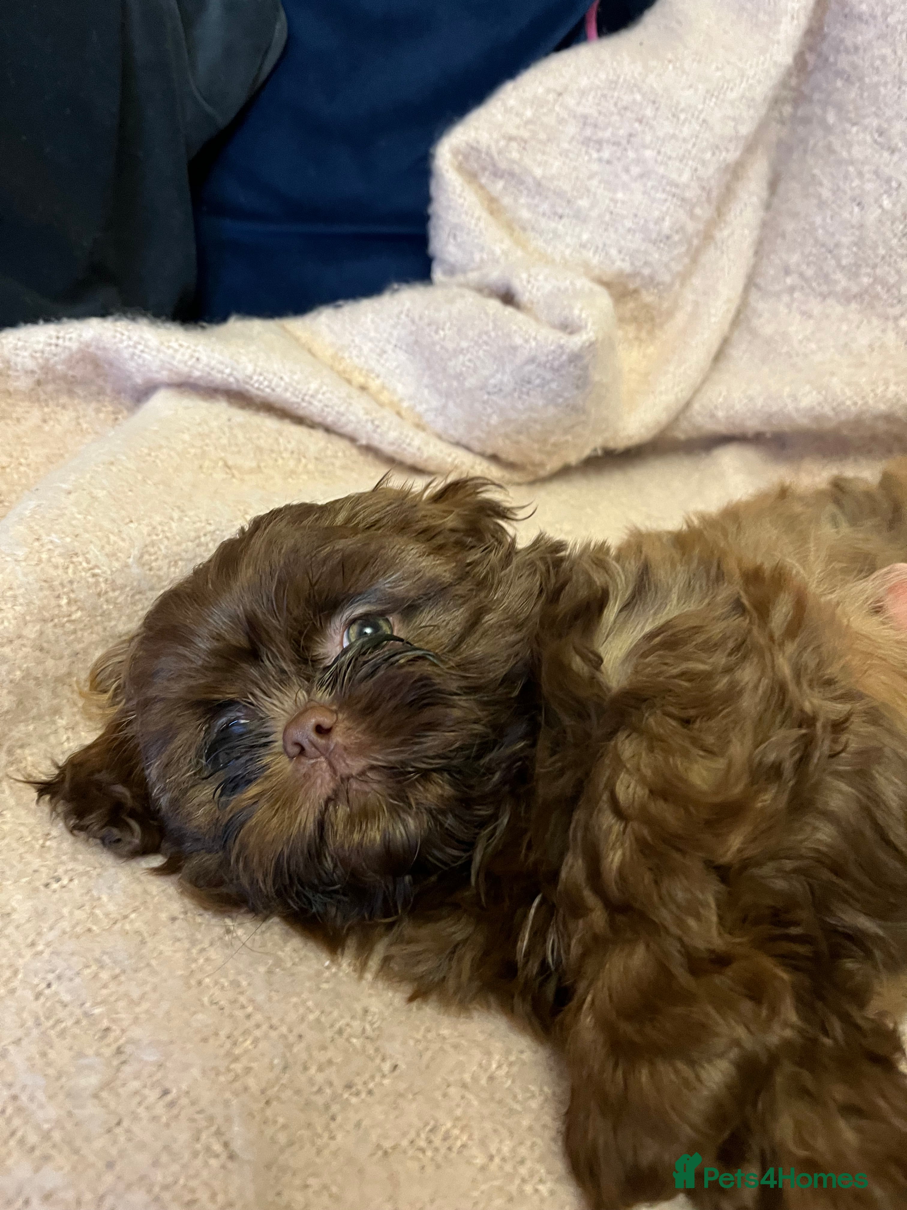 Shih Tzu dogs Stunning lavender Shih Tzu boy ready to go  - Advert 19