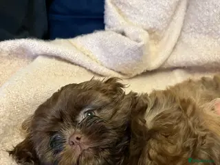 Shih Tzu dogs Stunning lavender Shih Tzu boy ready to go - Advert 19