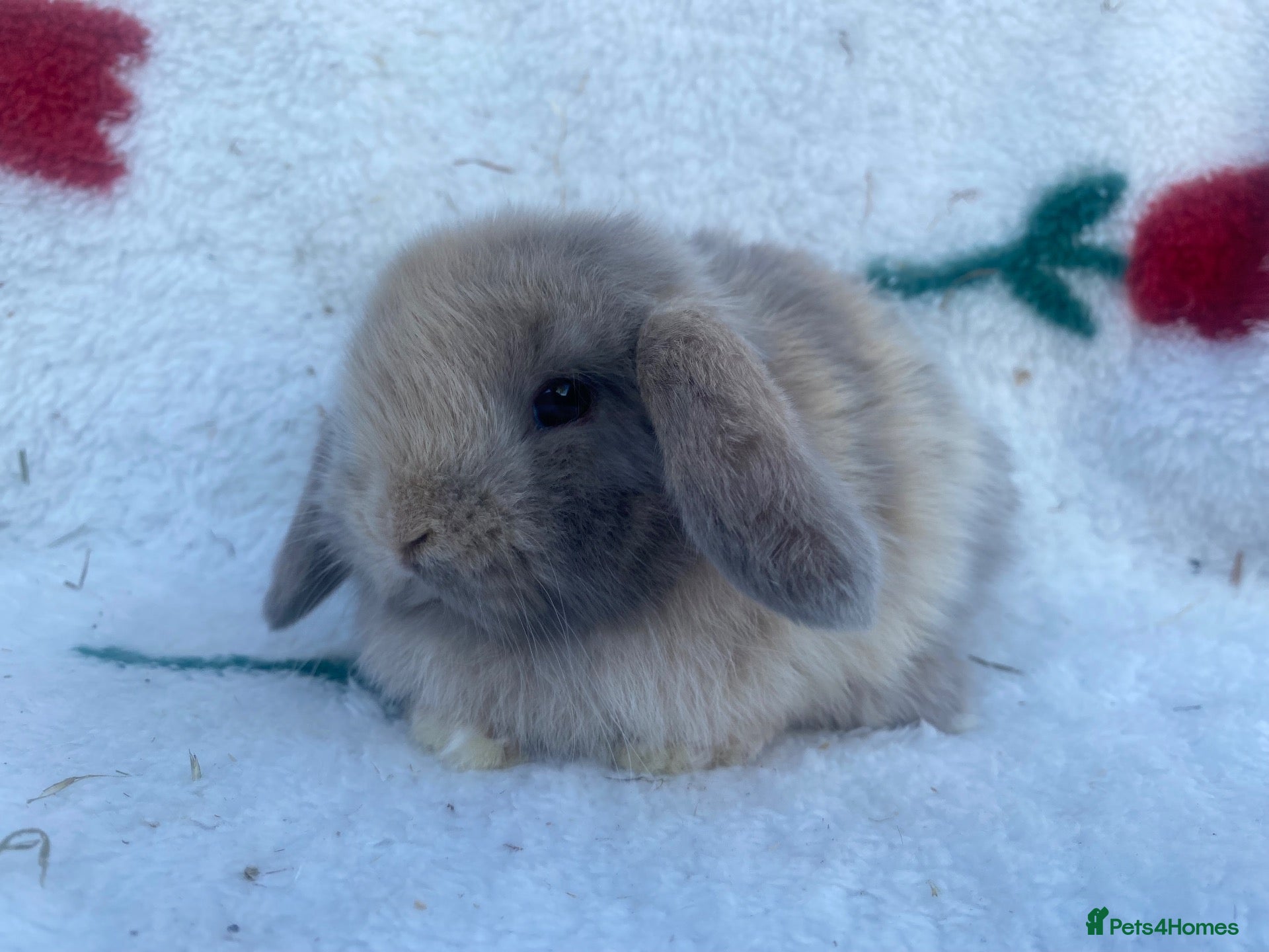 Mini Lop rabbits Mini lops - Advert 2