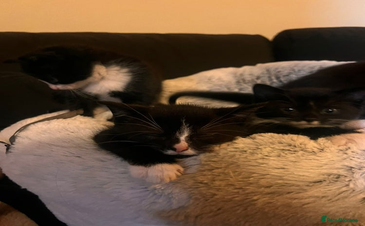 Mixed Breed cats Young kittens looking for loving homes - Advert 2